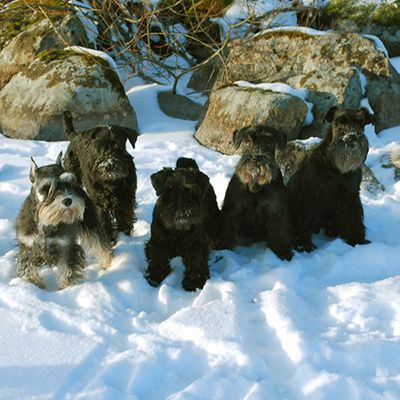 Fem dvärgschnauzrar sitter i snön.