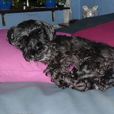 En svart dvärgschnauzer som ligger och sover på en kudde i en säng.