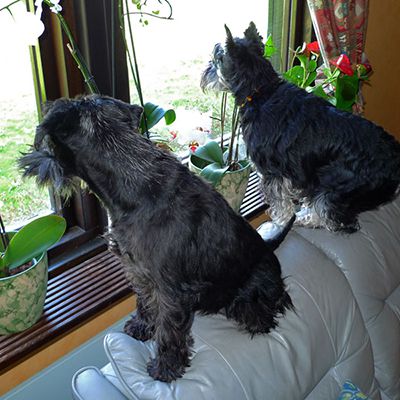 Två dvärgschnauzrar som sitter på ryggstödet på en soffa och tittar ut genom ett fönster.