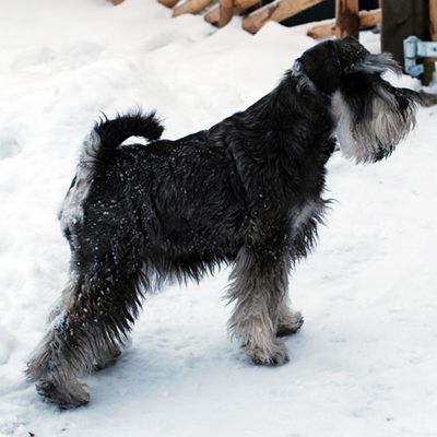 En svart & silver dvärgschnauzer står snyggt i profil i snön.